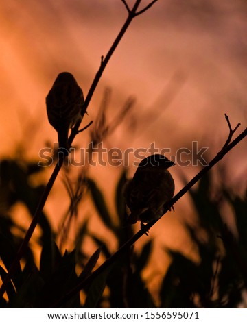 Pair of Sparrows Silhouettes at Sunset Royalty-Free Stock Photo #1556595071