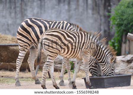 Two zebra eating grass in plastic bucket.