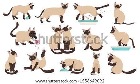 Cartoon cat characters collection. Different cats poses, yoga and emotions set. Flat color simple style design. Siamese colorpoint cats. Vector illustration