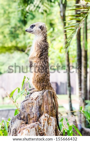 Meerkat standing, Thailand