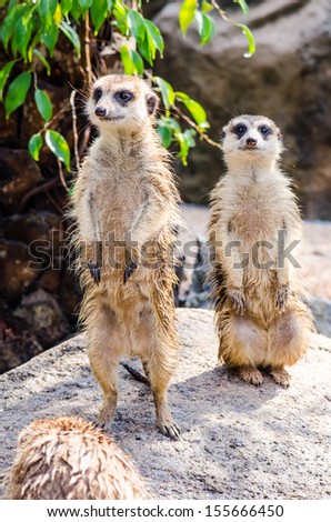 Two meerkats standing, Thailand