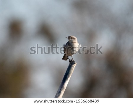 A northern mockingbird in rural Oregon
