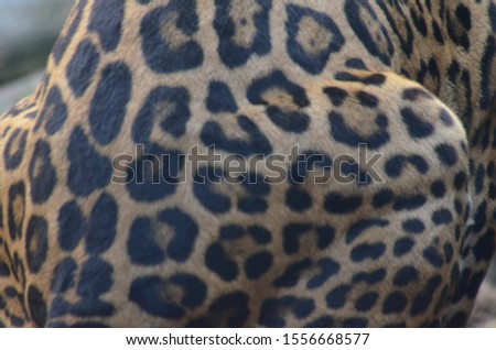 
Cheetah sitting. Image shows a close-up of the patterned fur