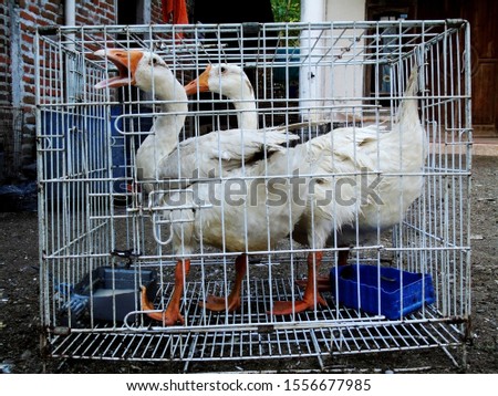 white goose in a cage. domestic poultry animals.                     