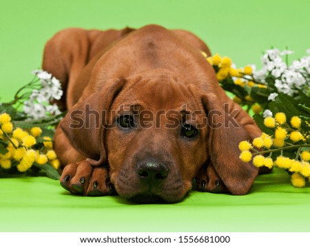 Cute rhodesian ridgeback puppy dog close up portrait with spring yellow flowers on green background