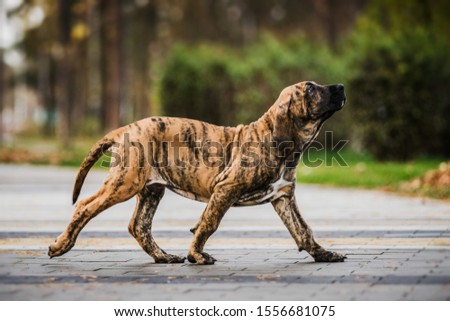 Cute Fila Brasileiro (Brazilian Mastiff) brindle color puppy running ambling gait, amble Royalty-Free Stock Photo #1556681075