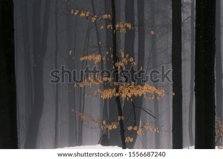 Misty landscape into a dense forest