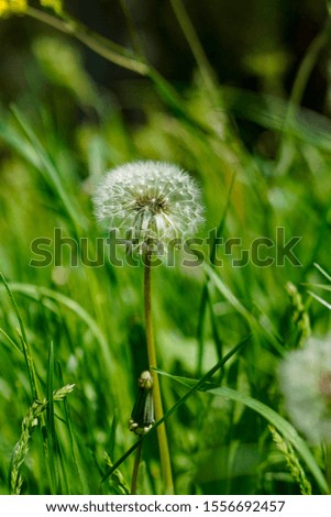 dandelion field in spring. 
not blown dandelion. 
dandelion in the meadow.