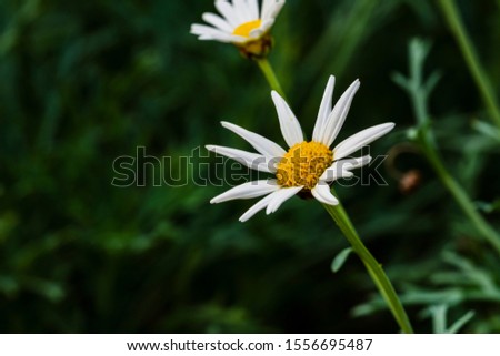 white flower on green background, floral theme decoration with selective focus technique and copy space