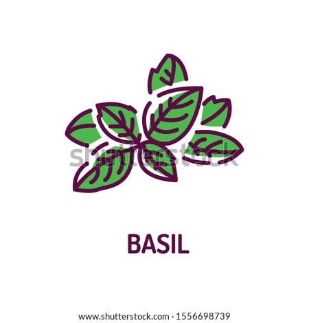 Basil color line icon. Healthy, organic food. Herb leaves. Cooking ingredient.