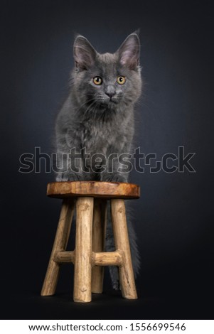 Majestic blue Maine Coon cat kitten standing behind little wooden stool. Looking beside camera with brown eyes. Isolated on black background. front paws on stool.