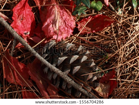 
Pinecone. Leaves. Forest. Background. Picture.