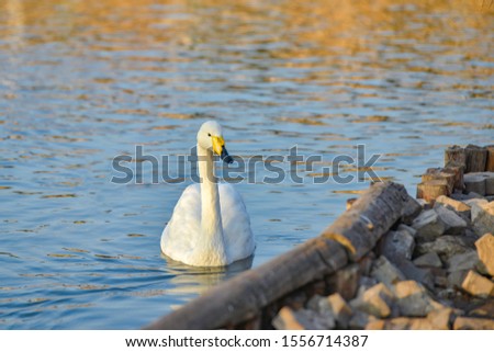 A white swan with a yellow beak swims on the lake.
