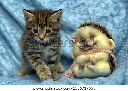Kitten with a toy on blue