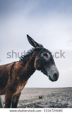 Donkey Standing  In Desert During Day Time