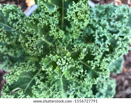 Photo of a curly kale or borecole , a green leafy green flowering plant  in an urban home green garden viewed from the top.