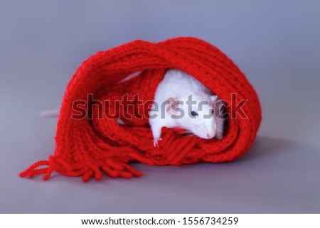 White rat in a red knitted scarf. Symbol of the new year 2020, with copyspace