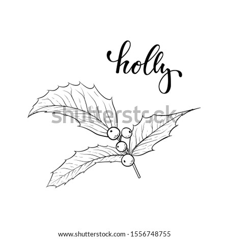 black and white hand drawn holly, ilex branch with berry and leaves on white background. design holiday greeting cards and invitations of Merry Christmas and Happy New Year, seasonal winter holidays