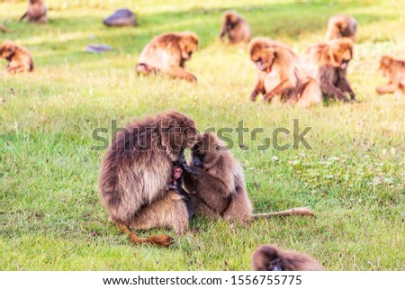 Ethiopia. North Gondar. Simien Mountains National Park. Gelada baboon with baby being groomed by a fellow baboon.