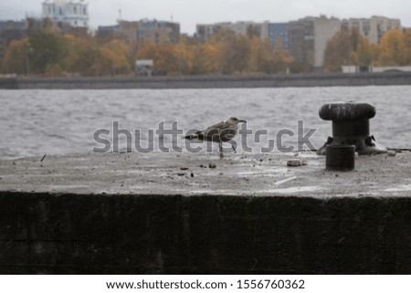 Seagull on the pier in the rain, a bird on the waterfront