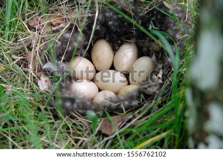 Duck eggs in the nest in the grass.