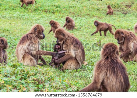 Ethiopia. North Gondar. Simien Mountains National Park.Mother and baby Gelada baboon in a troop.