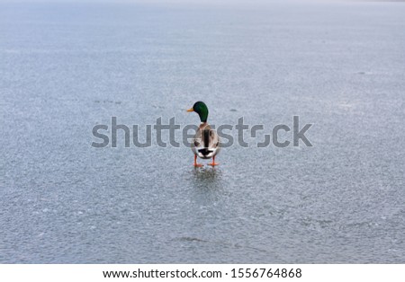 Lonely duck is trying to walk on the ice