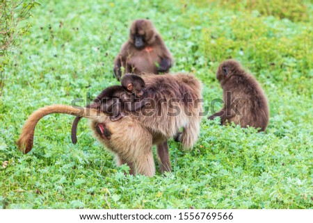 Ethiopia. North Gondar. Simien Mountains National Park. Baby Gelada baboon on it's mother's back.