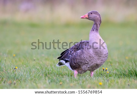 Greylag goose (Anser anser) in the Iceland