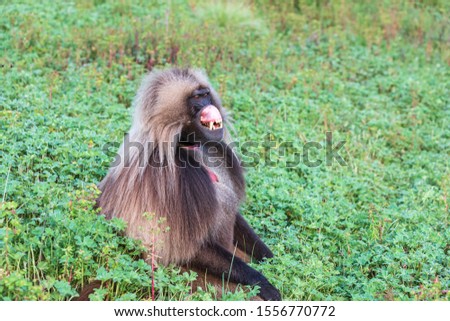Ethiopia. North Gondar. Simien Mountains National Park. Lone male Gelada baboon showing it's canine teeth.