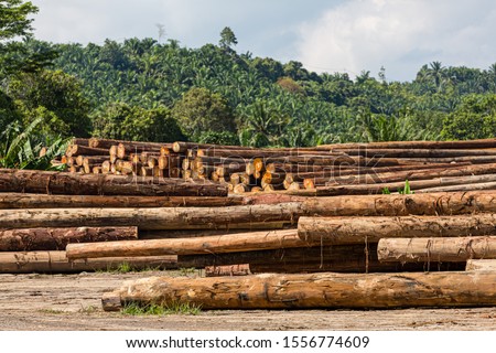 Timber logs waiting in Kalabakan, Sabah to be transferred to the sawmill 