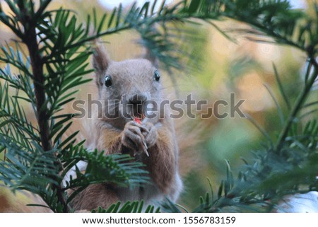 red squirrel eats berries in the forest