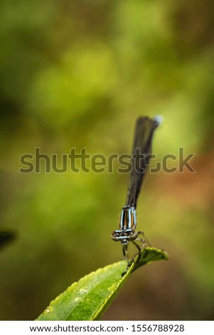 Magical dragonfly on a hot summer day.