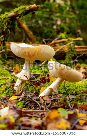 White Mushrooms: Woodland fungi growing naturally in damp forest environment. Seasonal produce and example of raw natural diet.