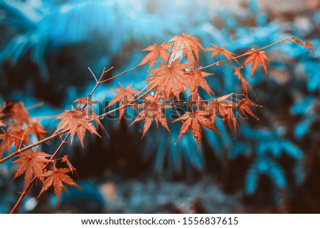 Orange autumn leaves in close up with blue blurred background. 