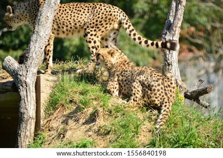 Cheetahs on the hill in the savannah.