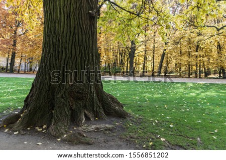 Tree trunk in the foreground with yellow and orange foliage in background, Lazienki Park, Warsaw, Poland