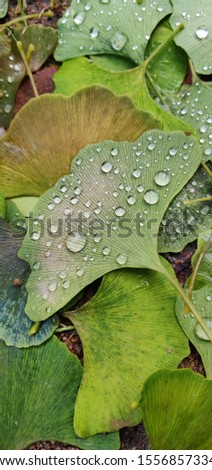 Very green background as a macro shooting of a leaf with the dew drops  