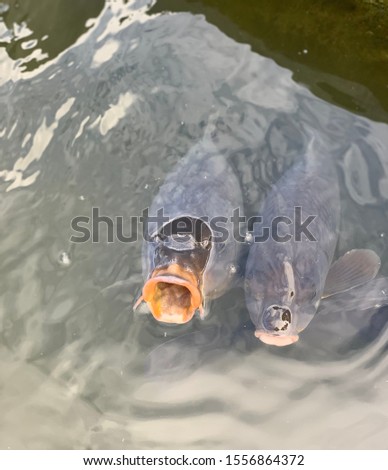 Hungry fish with mouth wide open in pond
