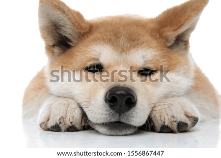 Close up of a bored Akita Inu resting while laying down on white studio background
