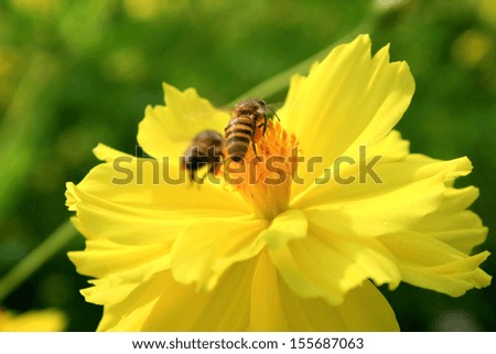 bee flying on marigold flower
