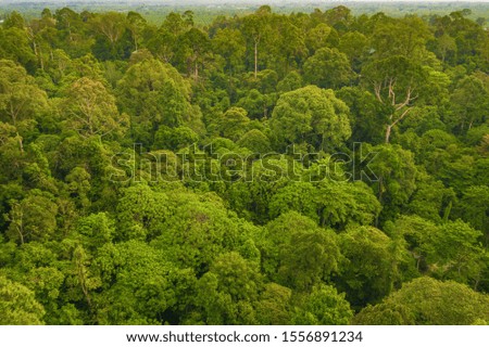 An aerial view of Borneo jungle, Stunning view of Tropical Rainforest in Sabah, Malaysia.