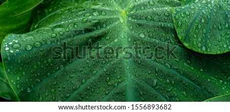 Beautiful water drop on the green leaf after rainy.Green background