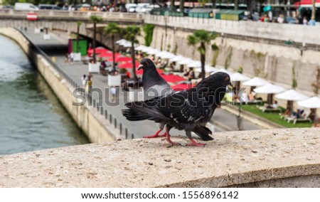 Pigeons sit on a bridge over the river Seine. Paris.
