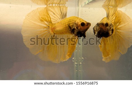 Chinese yellow fish fighting with beautiful, fighting tail spread