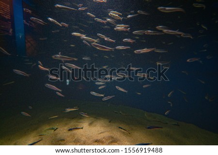picture of the aquarium. Colorful fish