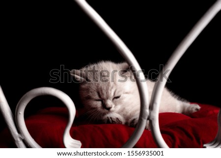 little cute white kitten resting on the pillow. Isolated on a black background. studio photo