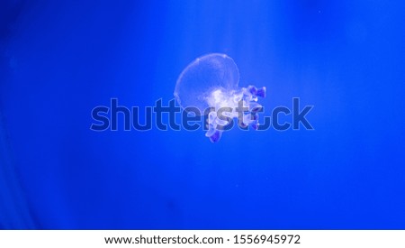 picture of jellyfish in water