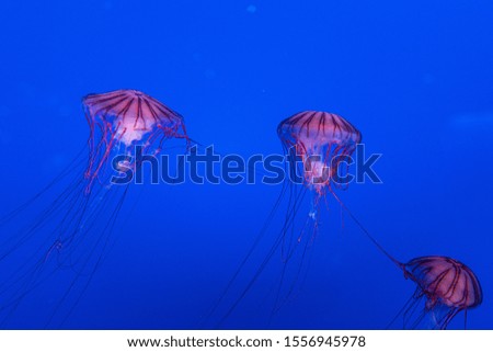 picture of jellyfish in water