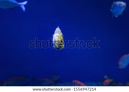 picture of the aquarium. Colorful fish